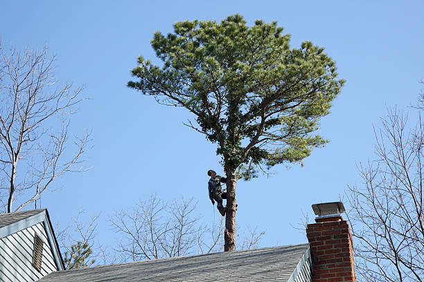 Tree Care